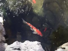 -香雪海饭店中餐厅(人民桥店)