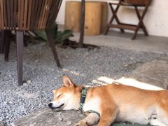 -云里小坐·小院里·团建·宴请·下午茶(三圣乡店)