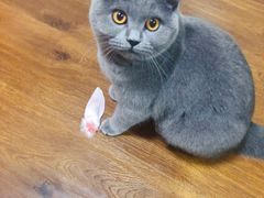 -宠爱国际动物医院· 猫科· 外科·中兽医(长白店)