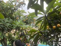 -桃源山庄·烤全羊·柴火鸡·烧烤团建(龙泉山店)
