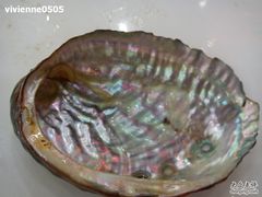 鲍鱼..壳-海岛渔村大酒店(云霄路店)