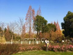 -昆山城市生态森林公园