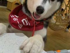 -Husky Go! 哈士奇体验馆·宠物咖啡厅狗咖