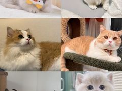 -Bastet sally猫舍购宠(静安店)