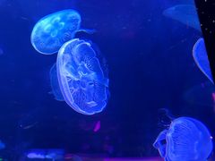-顺德南宏海立方海洋公园