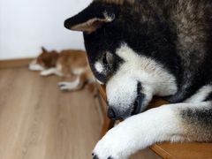 -是阿柴呀！柴犬咖啡·爱喵喵猫咖