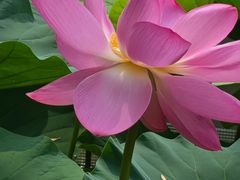 -白鹭湾湿地公园