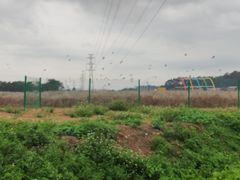 -长洲岛