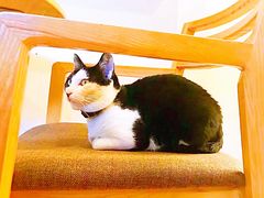 -猫的天空之城概念书店(杭州南宋御街店)