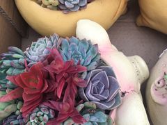 -龙大花卉苗木市场