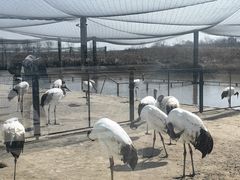 -盐城丹顶鹤湿地生态旅游区