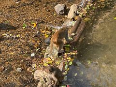 -西双版纳原始森林公园