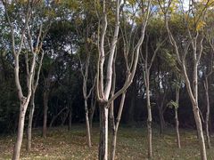 -牛岗山公园
