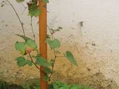 -美味之家·湖景农家乐(太湖东山店)