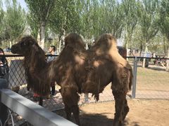 -长白岛森林公园