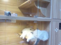-猫十亿·布偶金渐层·曼基康矮脚猫舍(青年路店)