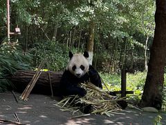 -都江堰中华大熊猫苑
