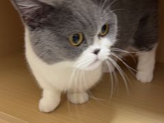 -瑞派康怡24h宠物医院·犬猫医疗中心·微创绝育(瑞景分院)