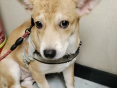 -安安宠医宠物医院·异宠·犬猫内科(岳阳分院)