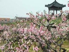 -南汇桃花村