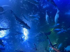 -成都浩海立方海洋公园