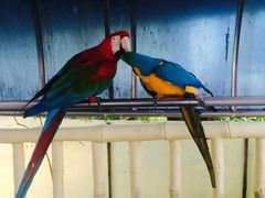 android_upload_pic-百鸟园