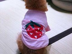-逗柴咖啡屋·狗咖猫咖宠物桌游