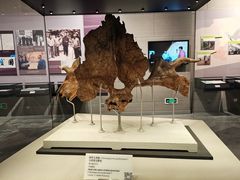 -北京周口店北京人遗址博物馆