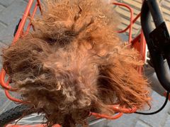 -米苏动物医院·犬猫专科·骨科外科内窥镜