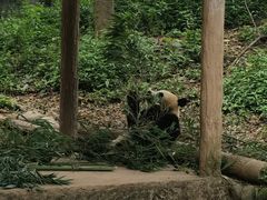 -中国大熊猫保护研究中心雅安碧峰峡基地