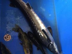 -荣德灶台鱼(圣泉寺店)