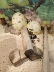 -Mr·Kuma酷么先生雪之乐园
