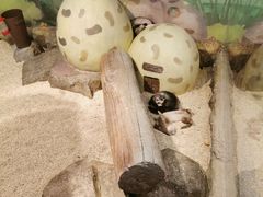 -Mr·Kuma酷么先生雪之乐园
