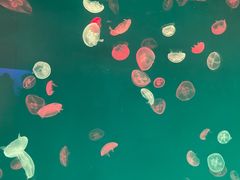 -多彩贵州城极地海洋世界