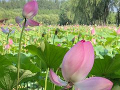 -东郊湿地公园