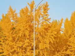 -三里屯东五街银杏大道