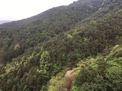 -铁山坪森林公园