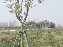 -三垟湿地