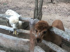 -清迈夜间动物园