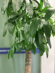 -联合丽格·张菡丽格医疗美容