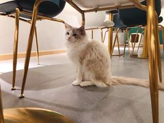 -飞行喵MR PILOT|猫舍·猫咖(静安大融城店)