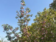 -高东镇樱花园