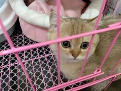 -喵汪萌宠屋旗舰店.洗澡美容.猫狗基地