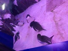 -暹罗海洋世界