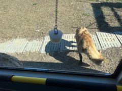 -鄂尔多斯野生动物园