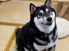 -柴迷FANS CLUB·柴犬狗咖·猫咖