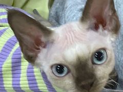 -山宅一喵德文卷毛猫舍