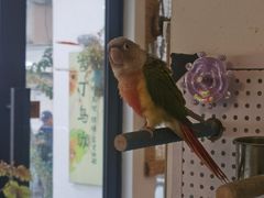-吉丁鸟咖·异宠·寄养