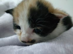 -Priscilla皮肤管理中心