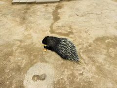 -青藏高原野生动物园